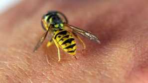 Co dělat, když vosa nebo včela kousne popis příznaků, nezbytné akce, nebezpečí z kousnutí